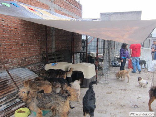 AHORA De esta forma los perros quedan separados para que no se hagan da�o