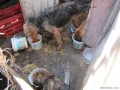 ANTES Comian en un espacio sucio y peque�o