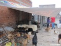 AHORA De esta forma los perros quedan separados para que no se hagan da�o